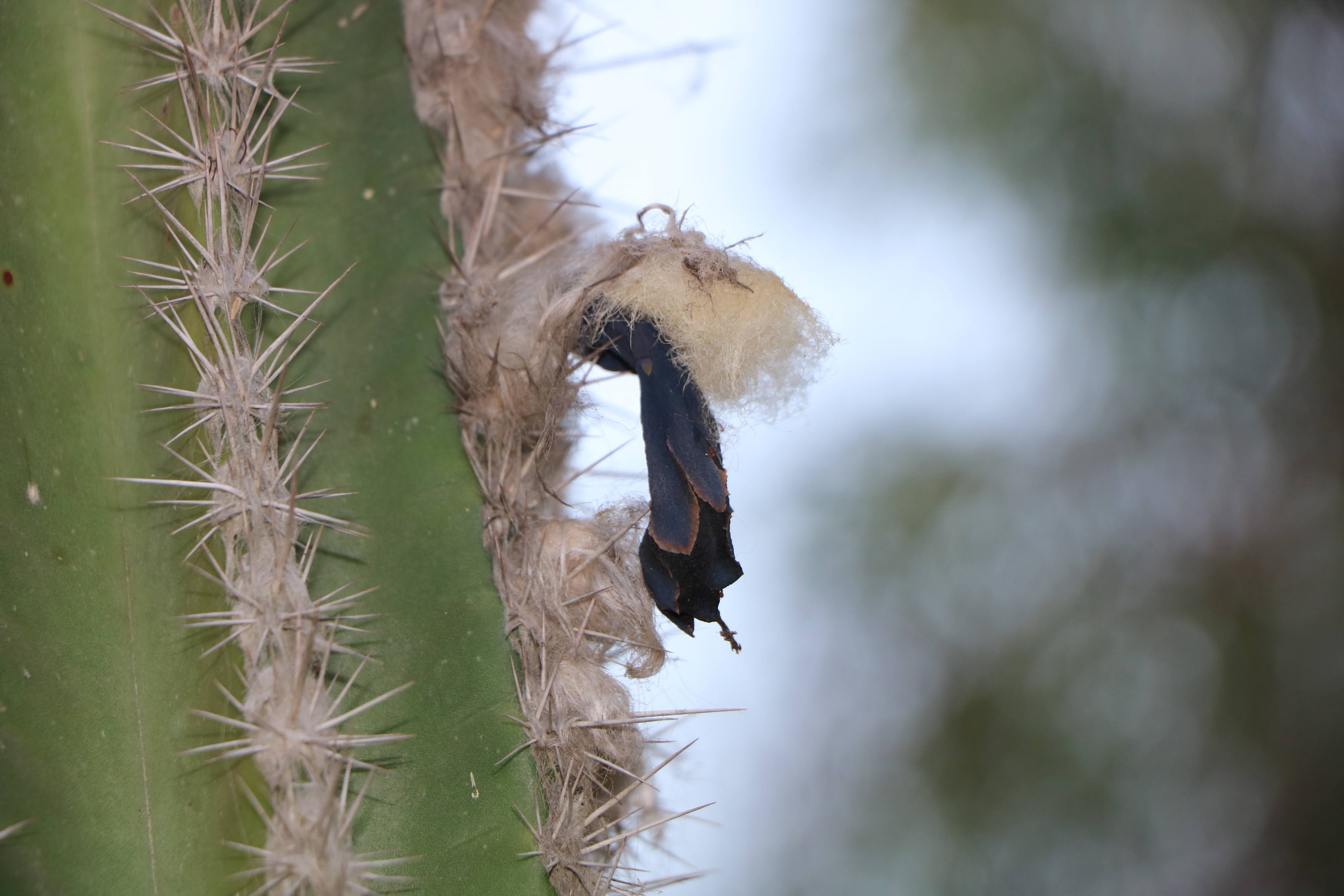 Pilosocereus